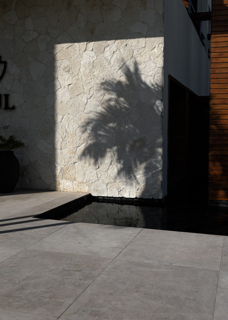 a shadow of a tree on a wall
